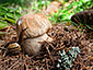 Boletus edulis