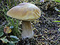 Boletus edulis var. citrinus