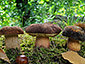 Boletus aestivalis, pinophilus, aereus