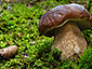 Boletus edulis