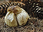 Boletus edulis