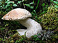 Boletus edulis