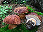 Boletus pinophilus