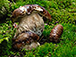 Boletus edulis