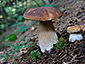 Boletus edulis