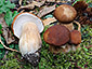 Boletus reticulatus aestivalis