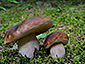 Boletus edulis