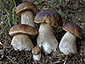 Boletus edulis