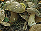 Boletus aereus