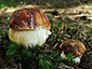 Boletus pinophilus