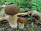 Boletus reticulatus aestivalis