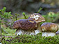 Boletus edulis