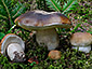 Boletus edulis