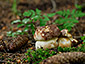 Boletus pinophilus