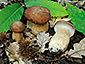 Boletus reticulatus aestivalis