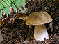 Boletus edulis