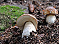 Boletus edulis