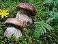 Boletus edulis