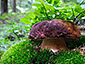 Boletus pinophilus