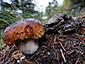 Boletus edulis