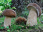 Boletus reticulatus aestivalis