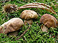 Boletus reticulatus aestivalis