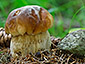 Boletus edulis