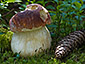 Boletus pinophilus