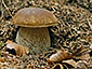 Boletus edulis