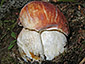 Boletus pinophilus