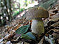 Boletus reticulatus aestivalis