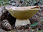 Boletus edulis