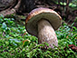 Boletus edulis