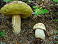 Boletus edulis