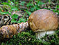 Boletus edulis