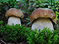 Boletus edulis