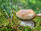 Boletus edulis