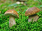 Boletus edulis