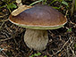 Boletus edulis