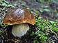 Boletus edulis