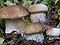 Boletus edulis