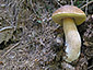 Boletus edulis