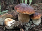 Boletus edulis