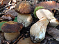 Boletus aereus