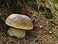 Boletus edulis