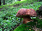 Boletus pinophilus