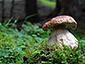 Boletus edulis