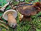 Boletus aereus