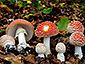 Amanita muscaria