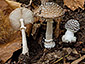 Amanita pantherina